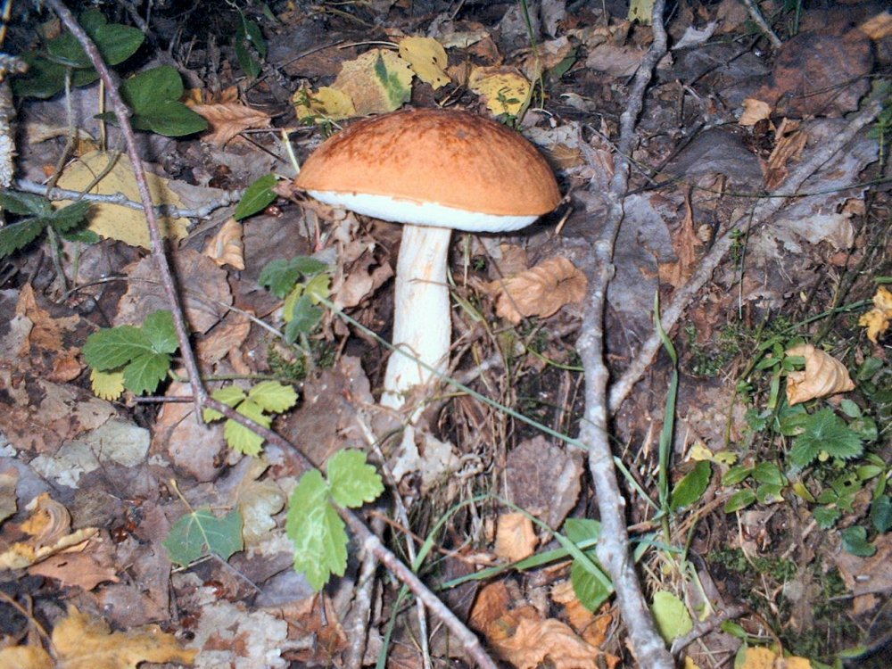 leccinum aurantiacum